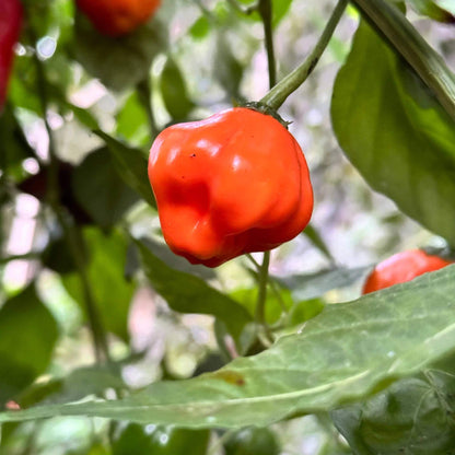 Aji Dulce Seeds - Heirloom Vegetable Plant for Home Gardens