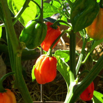 Aji Dulce Seeds - Heirloom Vegetable Plant for Home Gardens