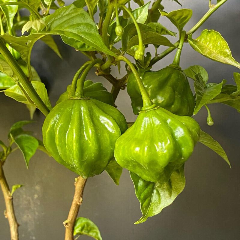 Aji Dulce Seeds - Heirloom Vegetable Plant for Home Gardens