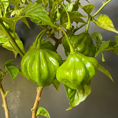 Aji Dulce Seeds - Heirloom Vegetable Plant for Home Gardens