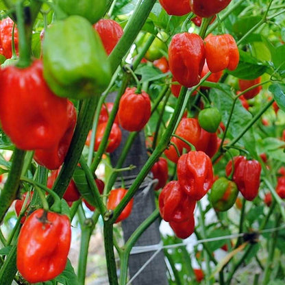 Aji Dulce Seeds - Heirloom Vegetable Plant for Home Gardens