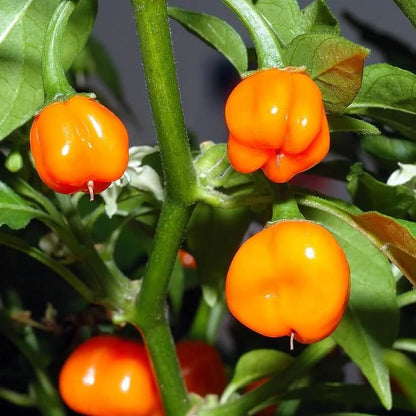 Aji Dulce Type Pepper Seeds