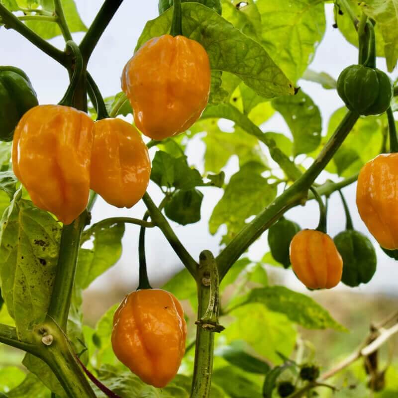 Aji Dulce Type Pepper Seeds