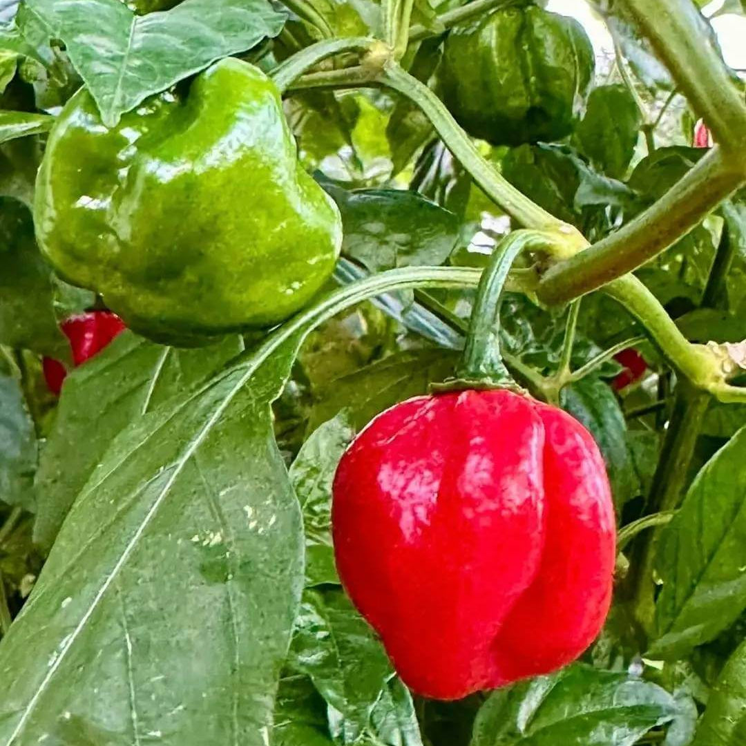 Aji Gustoso Seeds - Heirloom Vegetable Plant for Home Gardens