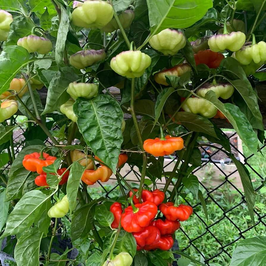 Aji Gustoso Seeds - Heirloom Vegetable Plant for Home Gardens