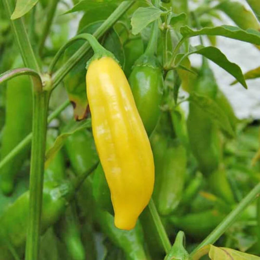 Aji Limon Pepper Seeds  - Vegetable Plant