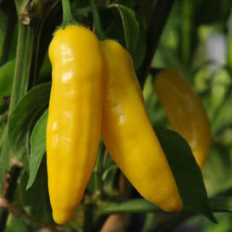 Aji Limon Pepper Seeds  - Vegetable Plant