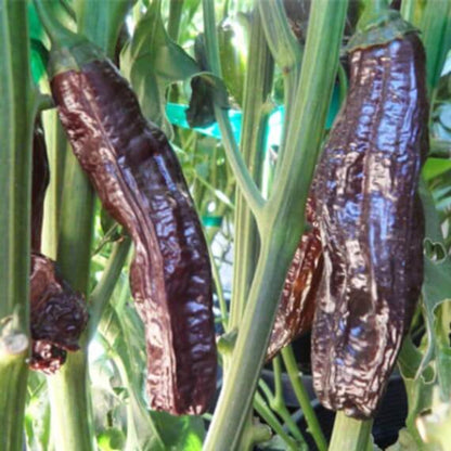 Aji Panca Seeds - Vegetable Plant