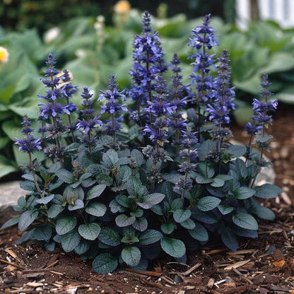 Ajuga Reptans Seeds - Flower Plant