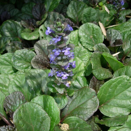 Ajuga Reptans Seeds - Flower Plant