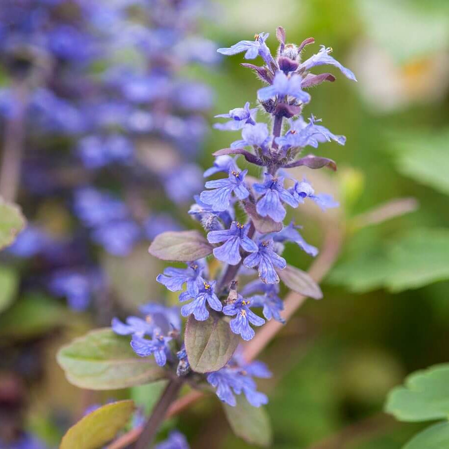 Ajuga Reptans Seeds - Flower Plant