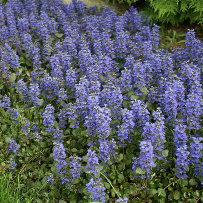 Ajuga Reptans Seeds - Flower Plant