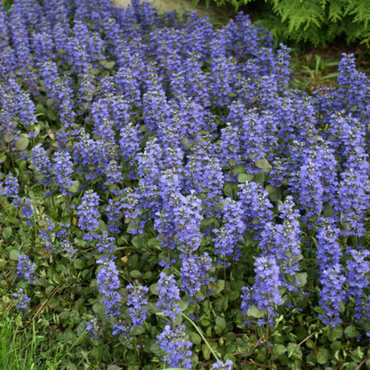 Ajuga Reptans Seeds - Flower Plant
