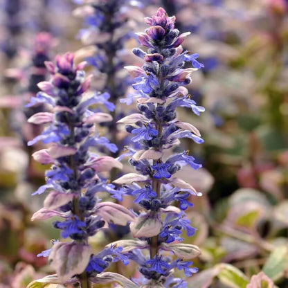 Ajuga Reptans Seeds for Planting