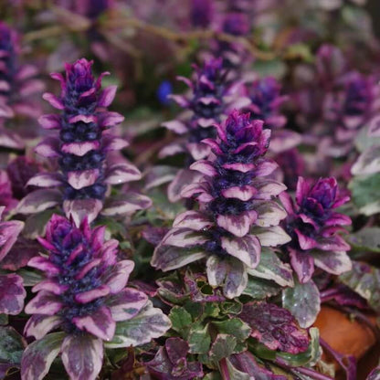 Ajuga Reptans Seeds for Planting