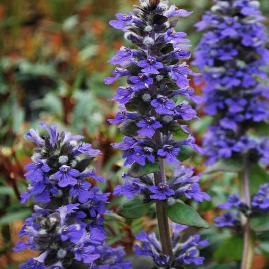 Ajuga Reptans Seeds for Planting