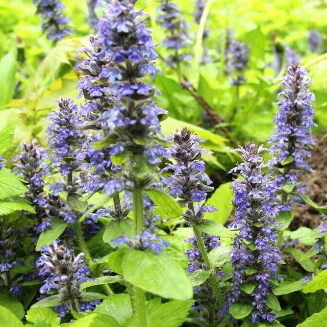Ajuga Seeds - Flower Plant For Home Gardens