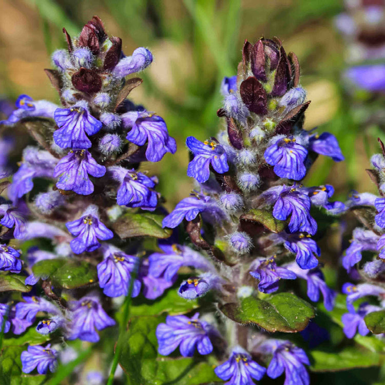 Ajuga Seeds - Flower Plant For Home Gardens