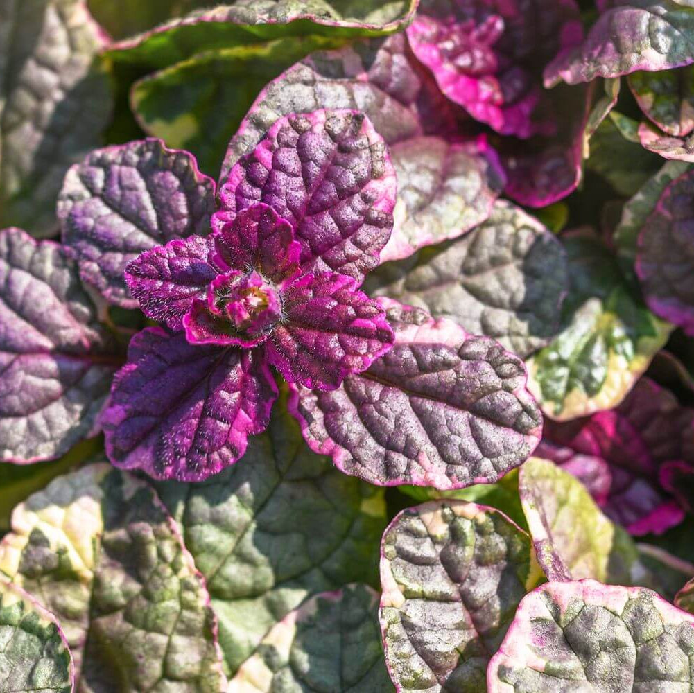 Ajuga Seeds - Flower Plant For Home Gardens