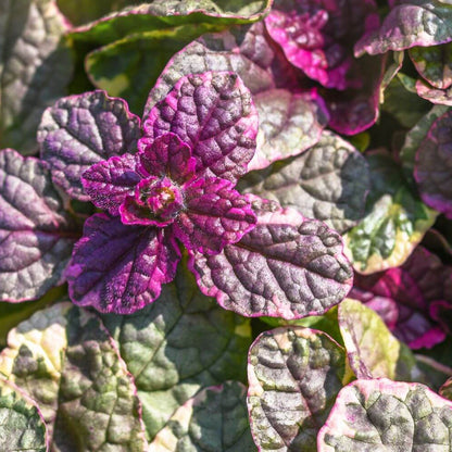 Ajuga Seeds - Flower Plant For Home Gardens