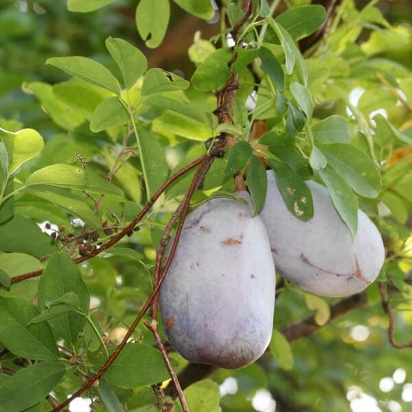 Akebia Trifoliata Seeds