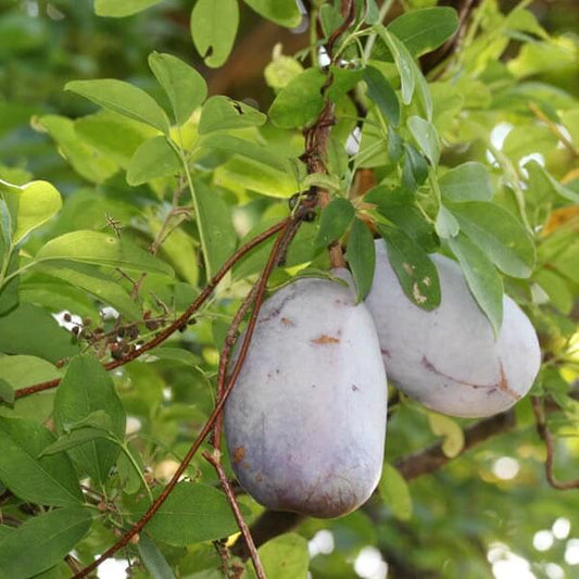 Akebia Trifoliata Seeds