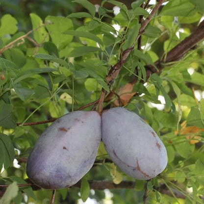 Akebia Trifoliata Seeds