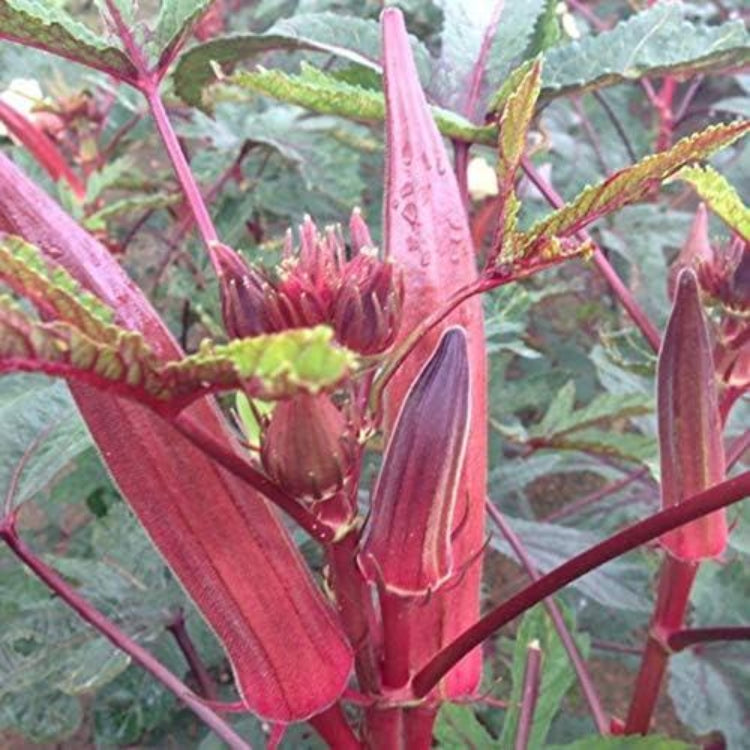 Alabama Red Okra Seeds - Heirloom Vegetable Plant for Home Gardens