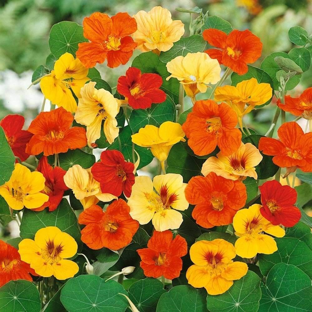 Alaska Nasturtium Seeds - Flower Plant