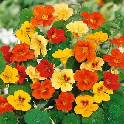 Alaska Nasturtium Seeds - Flower Plant