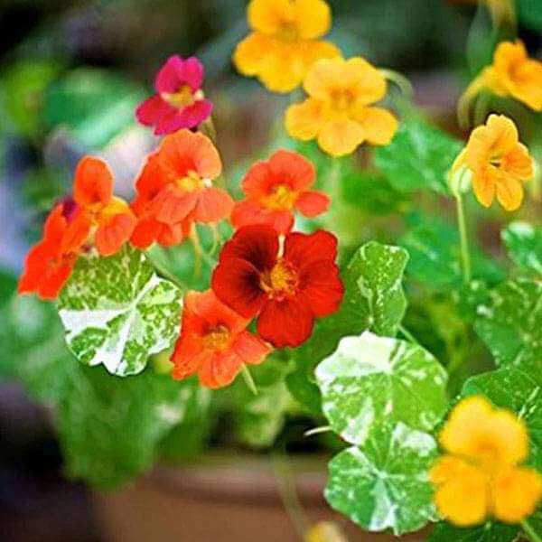Alaska Nasturtium Seeds - Flower Plant