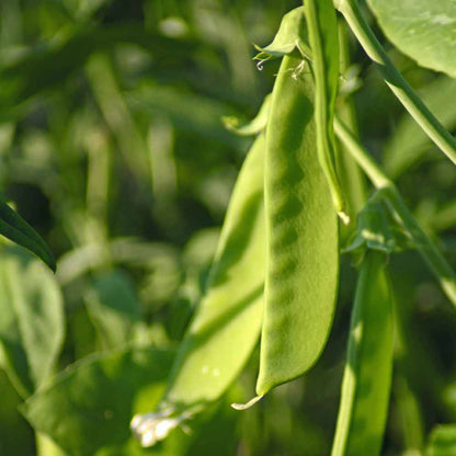 Alaska pea seeds - Vegetable Plant