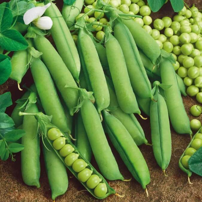 Alaska pea seeds - Vegetable Plant