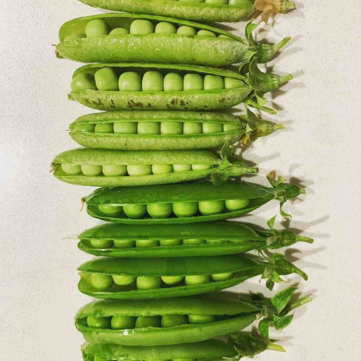 Alaska pea seeds - Vegetable Plant