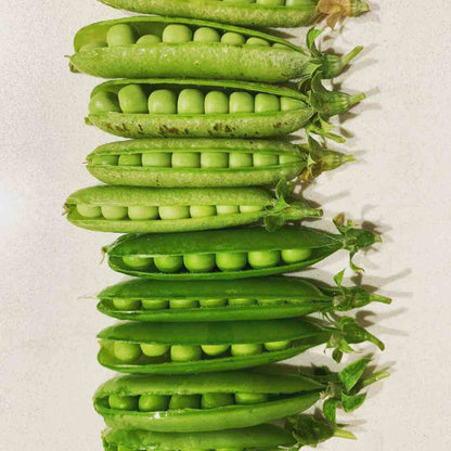Alaska pea seeds - Vegetable Plant