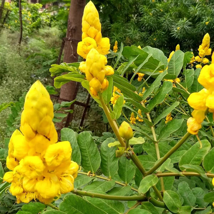 Alata Cassia Seeds 