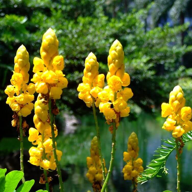 Alata Cassia Seeds 