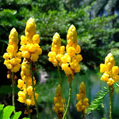 Alata Cassia Seeds 