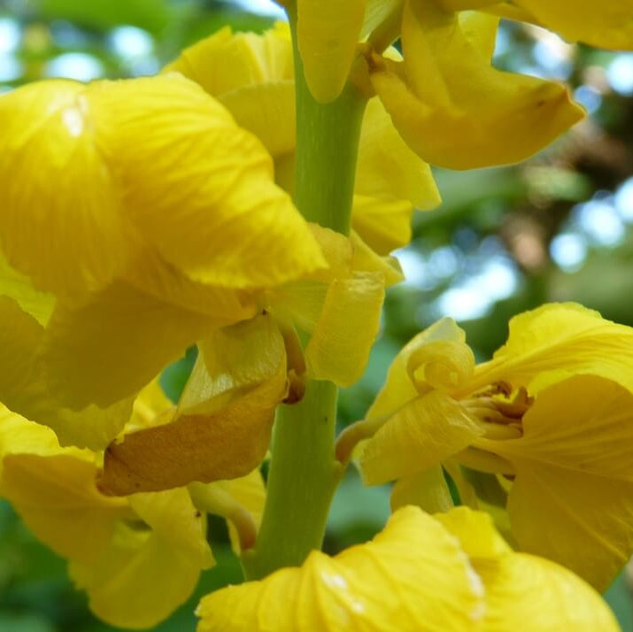 Alata Cassia Seeds 