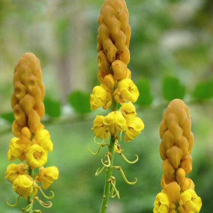 Alata Cassia Seeds 