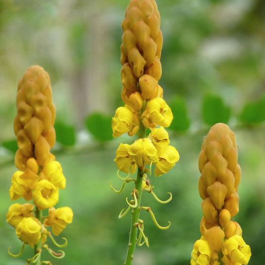 Alata Cassia Seeds 