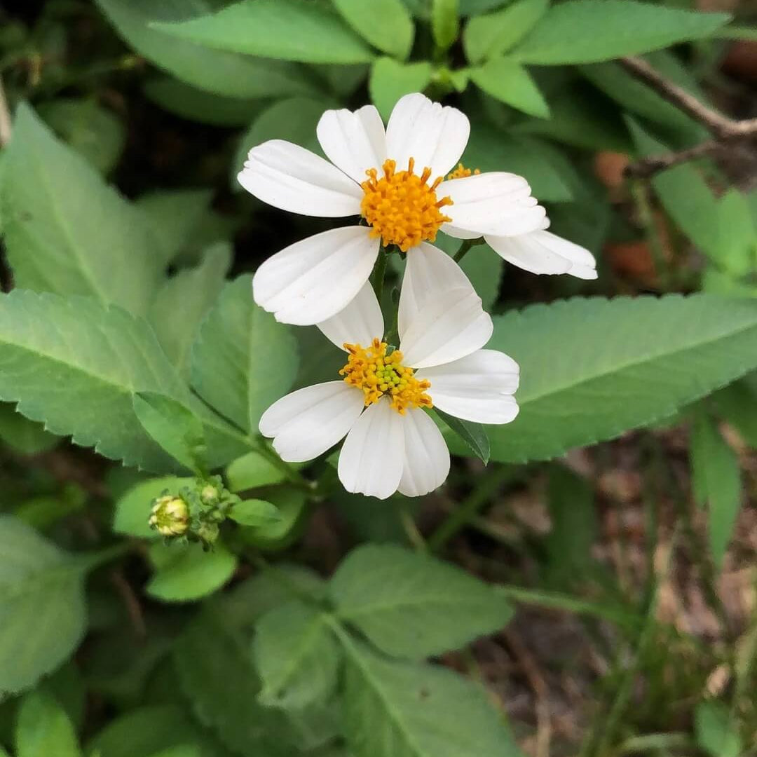 Alba Bidens Seeds