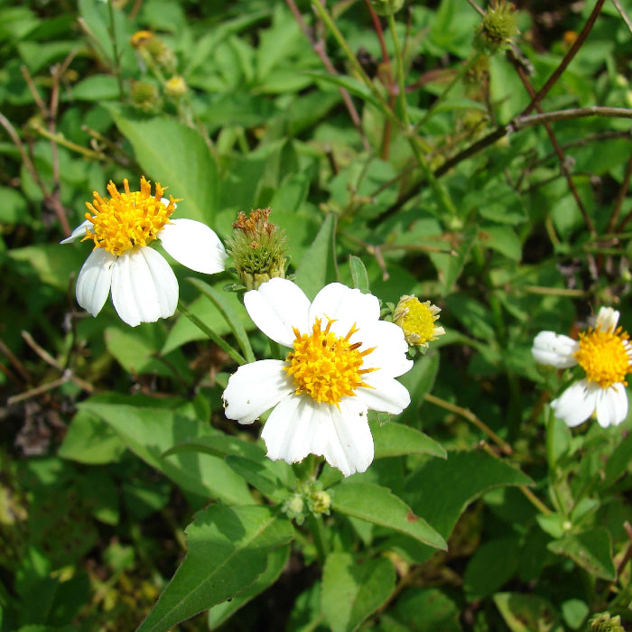 Alba Bidens Seeds