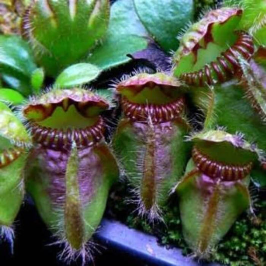 Albany Pitcher Plant Seeds – Carnivorous Plant Seeds for Home Gardens