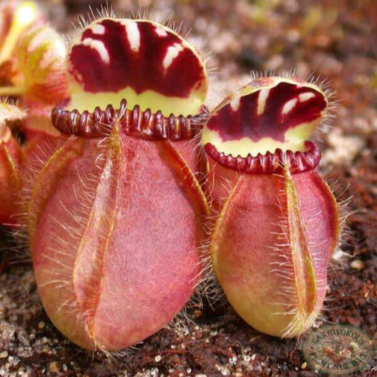 Albany Pitcher Plant Seeds for Planting – Carnivorous Plant Seeds for Home Gardens