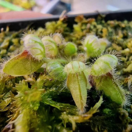 Albany Pitcher Seeds – Carnivorous Plant Seeds for Home Gardens