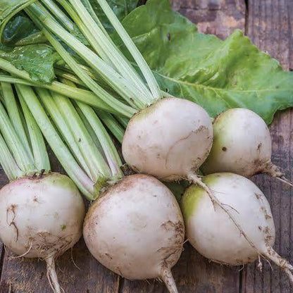 Albina Vereduna Beet Seeds