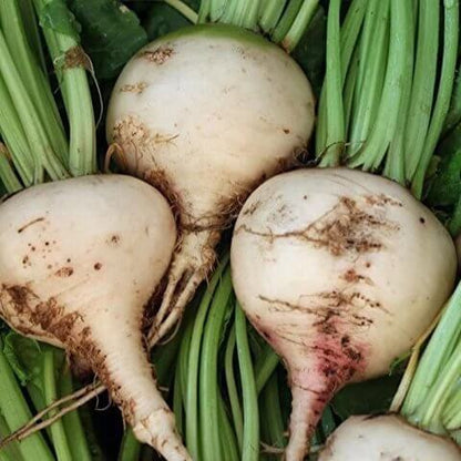 Albina Vereduna Beet Seeds