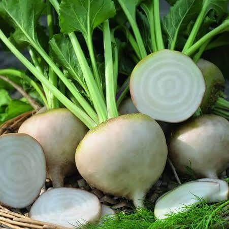 Albina Vereduna Beet Seeds