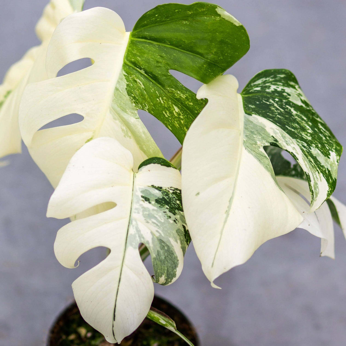 Albino Monstera Seeds - House Plant for Home Gardens